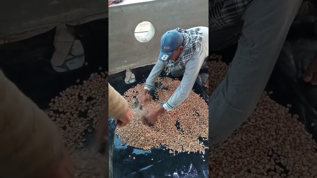 طريقة إستخدام العقدين أو التلقيح البكتيري لمحاصيل البقوليات والتوصيات لرفع كفائته