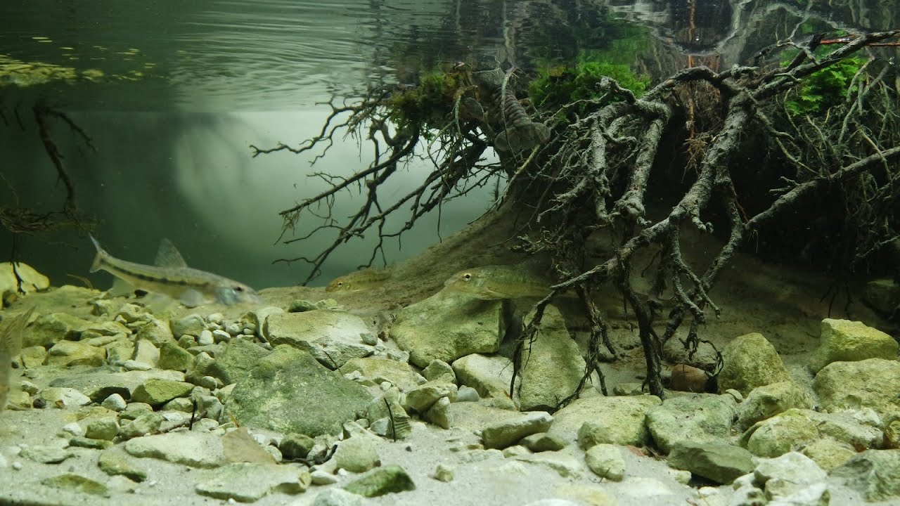 #BADC2019 / Tributary of the Chodelka River near Bełżyce, Poland, 225 L