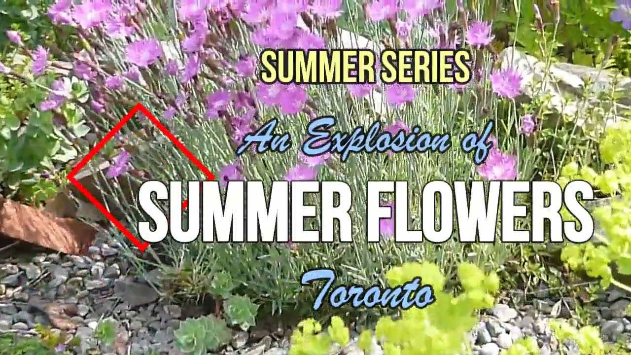SUMMER SERIES:  AN EXPLOSION OF SUMMER FLOWERS - TORONTO