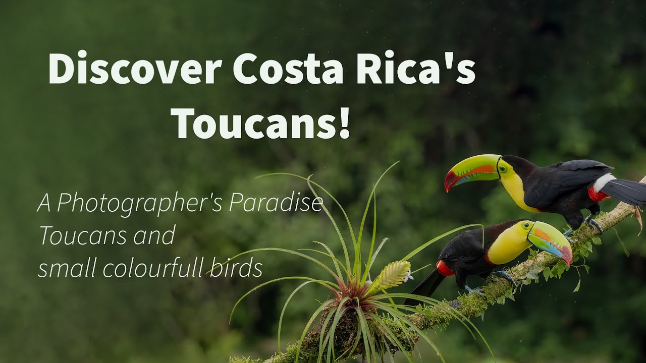 Discover Costa Rica's Toucans! A Photographer's Paradise #costarica