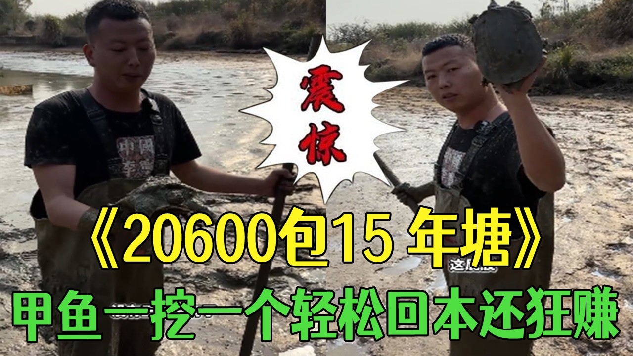 20600包15年塘，甲魚壹挖壹個輕松回本還狂賺 #小飛哥  #三農#護外#鄉村守護人 #包塘