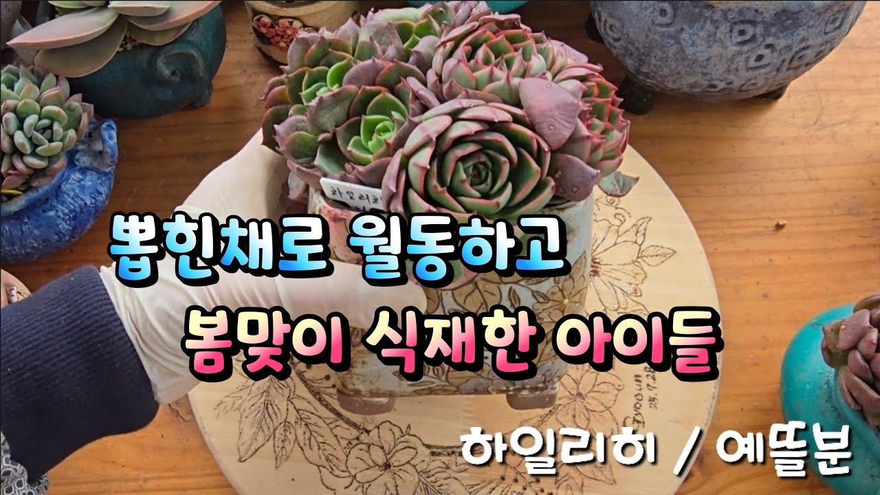 뽑힌채로 월동하고 3개월만에 봄맞이 식재한 다육들