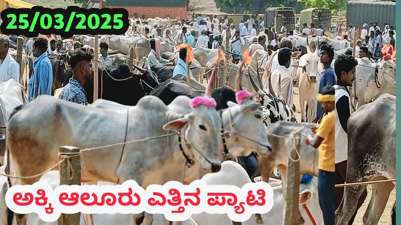 Akki Aluru Cattle Market || ಅಕ್ಕಿ ಆಲೂರು ಭರ್ಜರಿ ಎತ್ತಿನ ಪ್ಯಾಟಿ || ಪ್ರತಿ ಮಂಗಳವಾರ ಬೆಳಿಗ್ಗೆ 9ಕ್ಕೆ ||