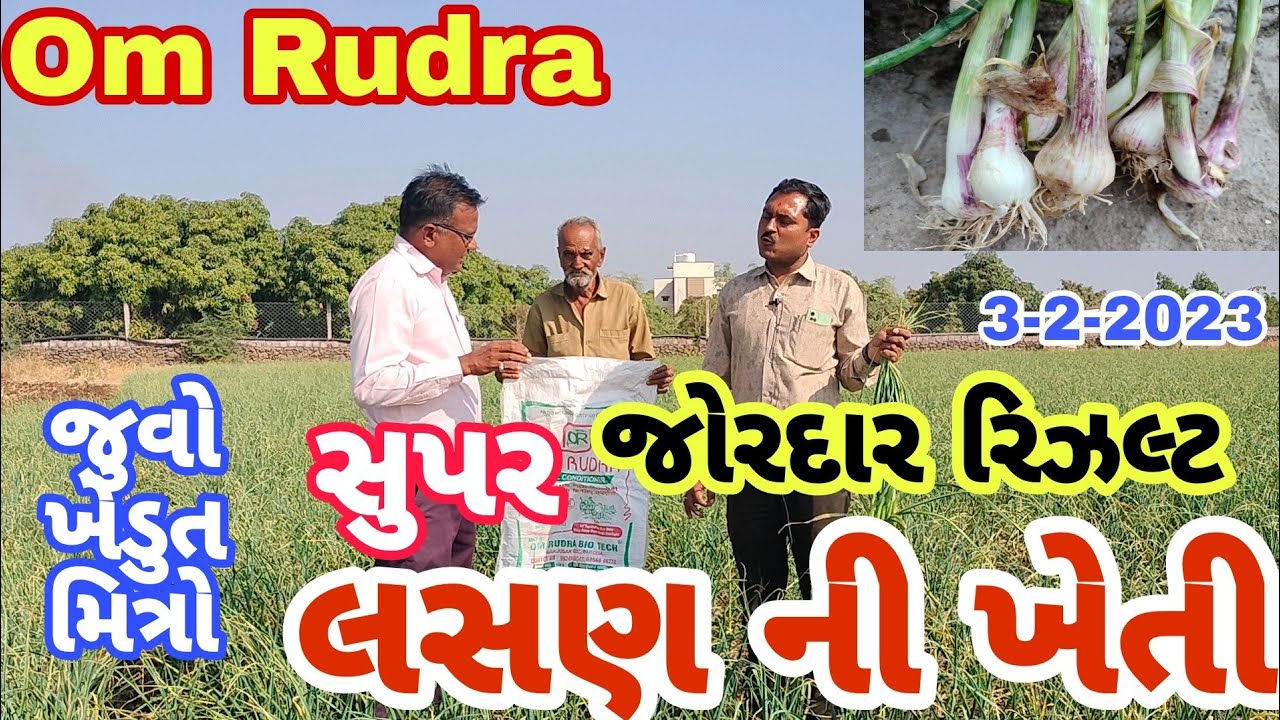 OM Rudra Biotech ખાતર નુ રિઝલ્ટ લસણ નાં પાક મા ગામ ધાવા તાલુકોતાલાલાજીલ્લો  સોમનાથ પ્રગતિ સિલ ખેડુત