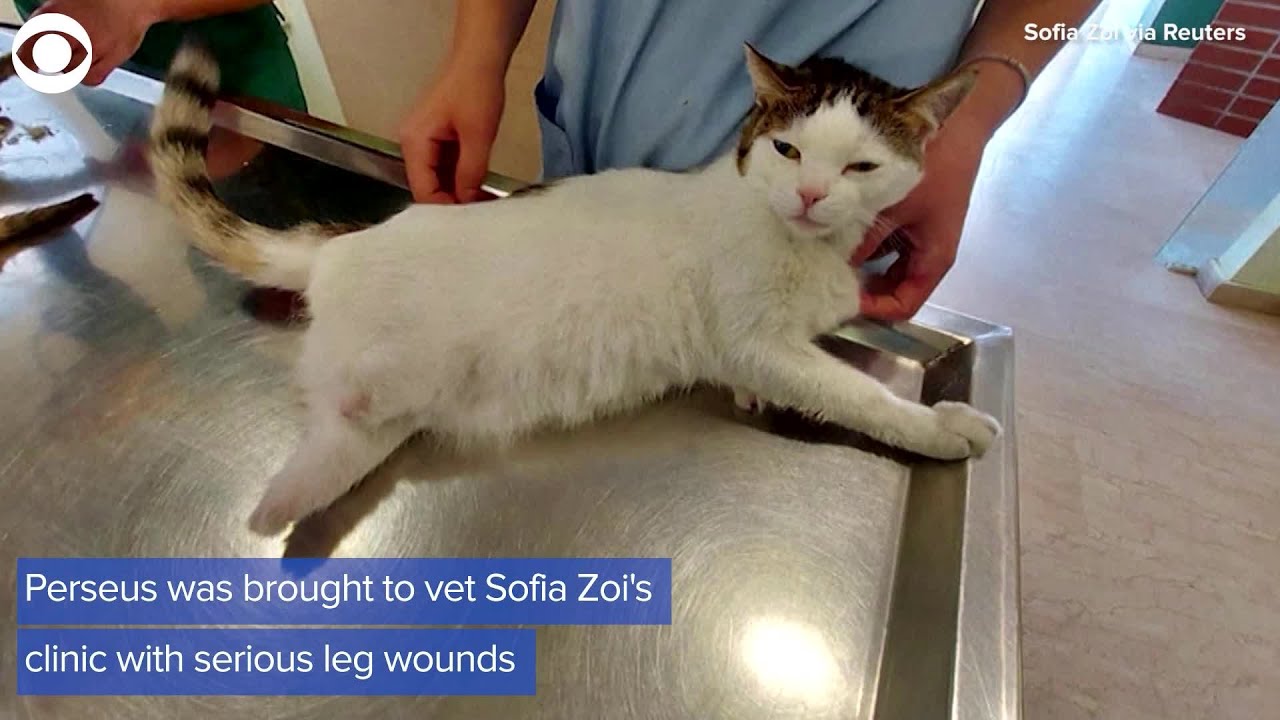 WEB EXTRA: Perseus The Cat Gets Three New Prosthetic Legs
