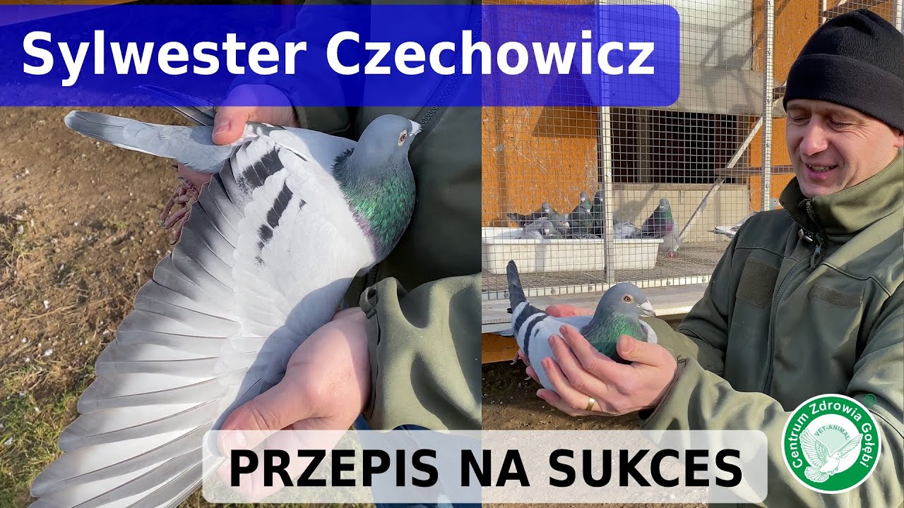 CZG gołębie - Sylwester Czechowicz i jego przepis na sukces