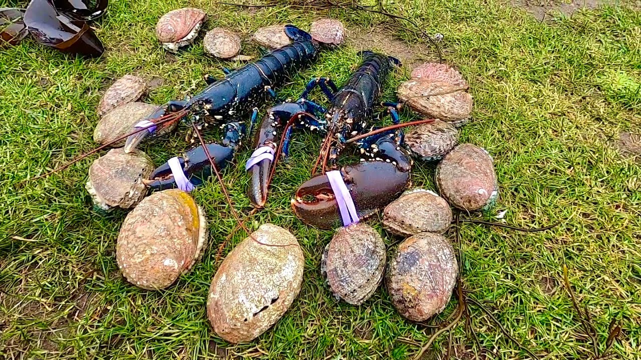 Big ShellFish From the Coast ! Coastal Foraging - Catch & Cook