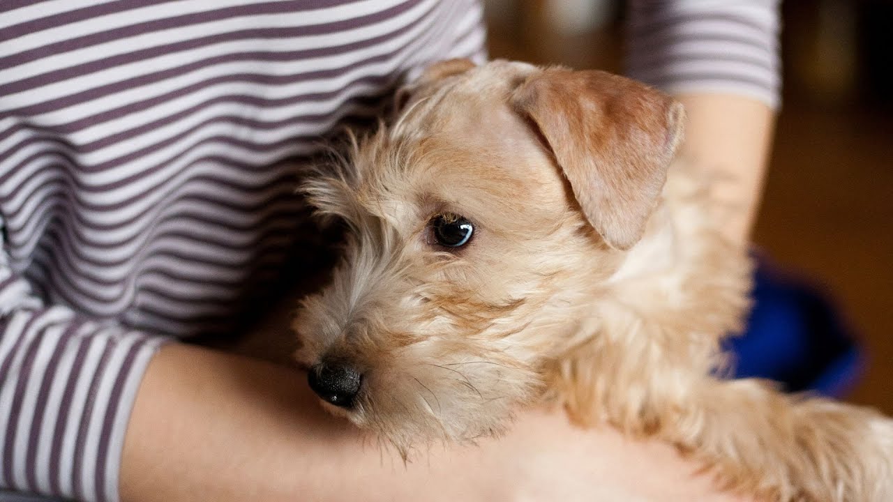 The Soft Coated Wheaten Terrier's Reaction to Cats - How to Introduce Them