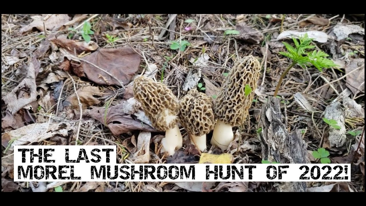 The Last Morel Mushroom Hunt Of 2022.