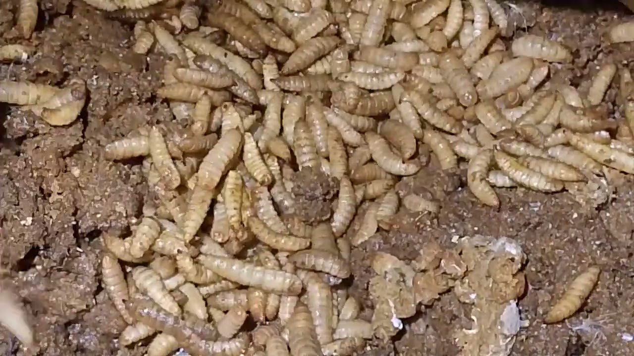 MENEBAR MAGGOT PENGURAI ( PART 2 ) # SUBSCRIBE # LIKE .