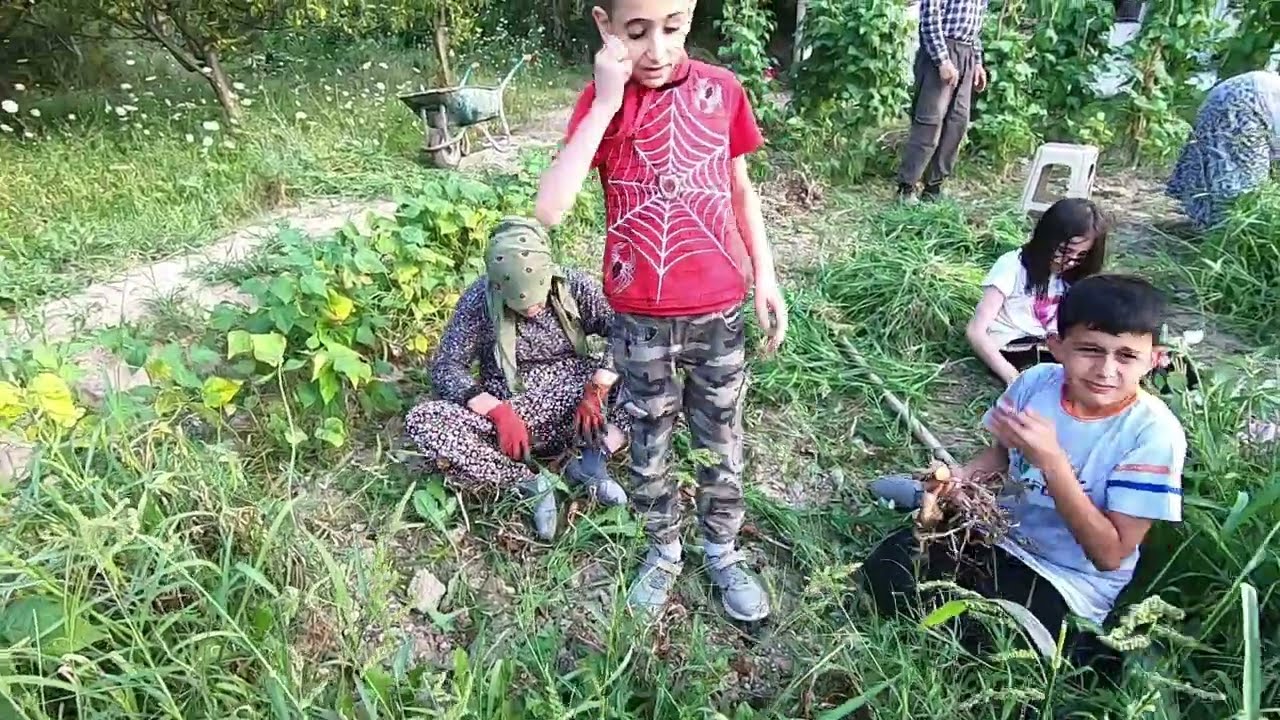 Soğan hasadımı çinek hasadımı bilemedim🧅🧅