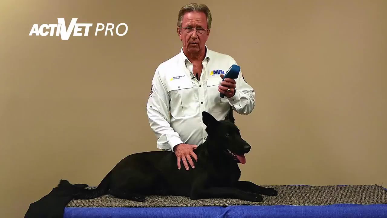 Protocolo de Terapia Láser: Protocolo UNWIND en Perros con Entrenamiento Especial | ACTIVet PRO
