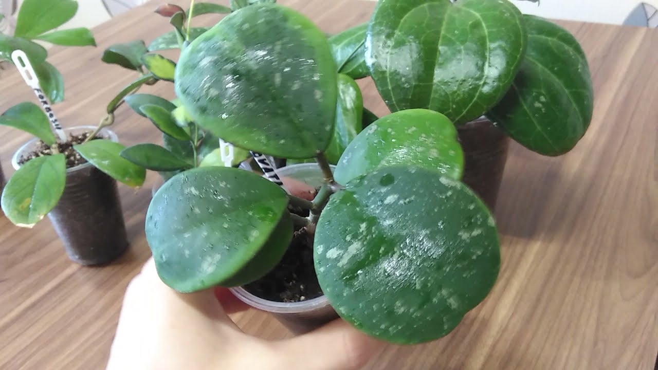 Новинки Хой в моей коллекции. Часть 1. Sarawak Cream, Rangsan, Obovata alba, Erythrina, Forbesii...