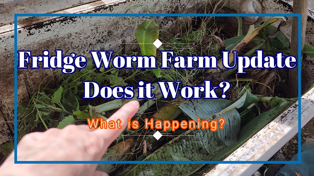 Fridge Worm Farm Update - How does it Work?