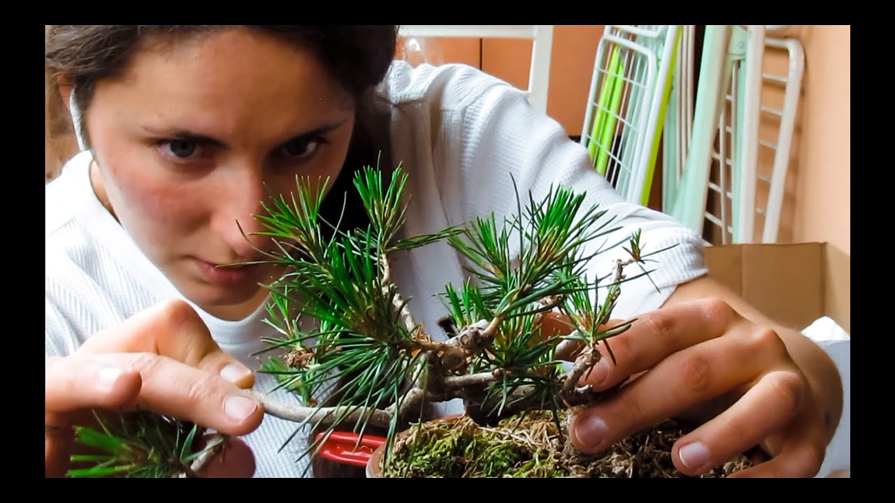 The Story behind my Japanese Black Pine
