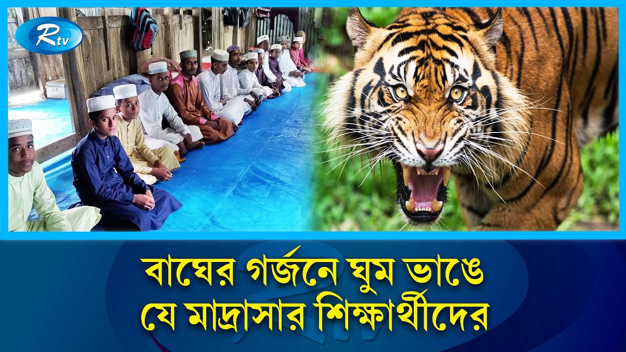 বাঘ আতঙ্কে ভাঙা-জরাজীর্ণ মাদ্রাসায় রাত কাটান যে শিশুরা | Sundarban | Tiger | Madrasa | Fear | Rtv