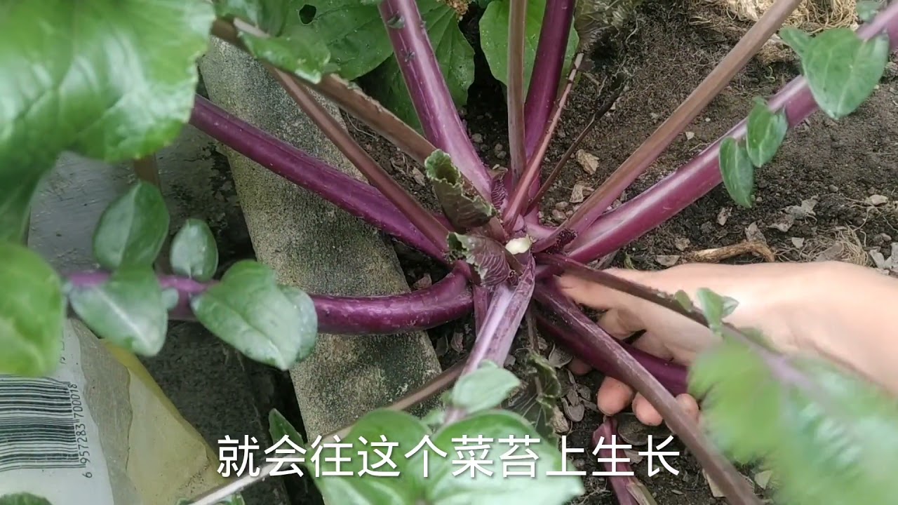 红菜苔采摘有小技巧，做好这几点，越摘越结，还粗壮