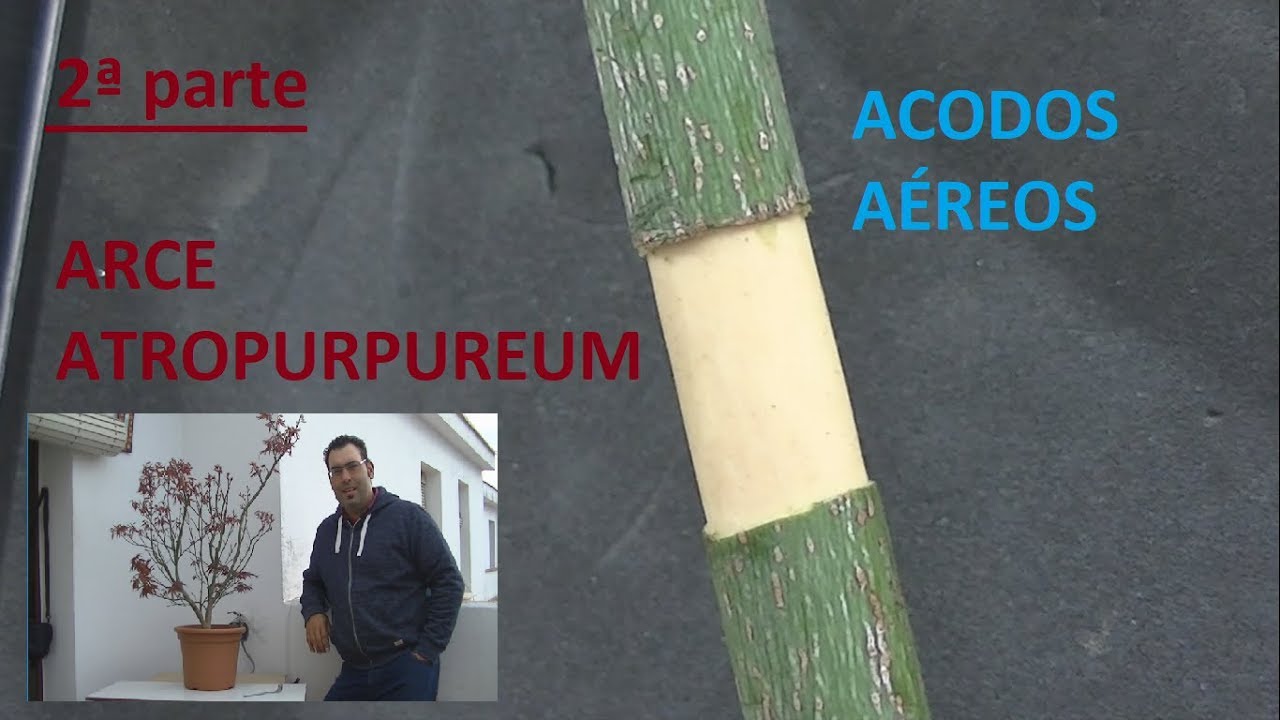 segundo trabajo acodos arce plamatum atropurpureum (bonsaimania)