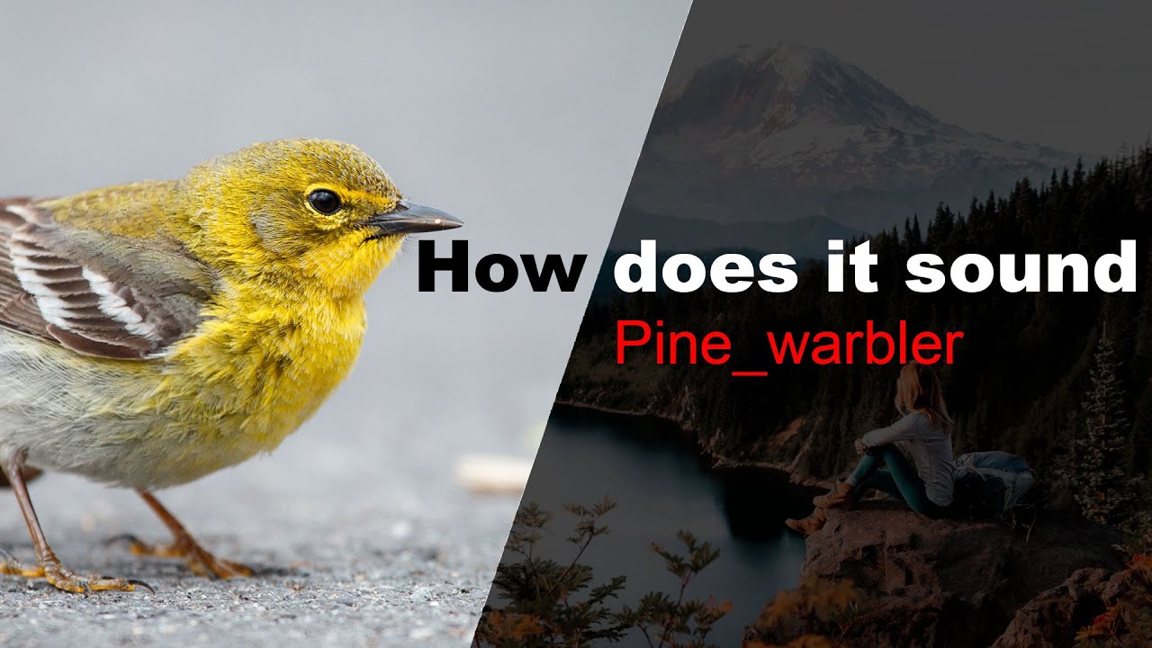 Pine warbler