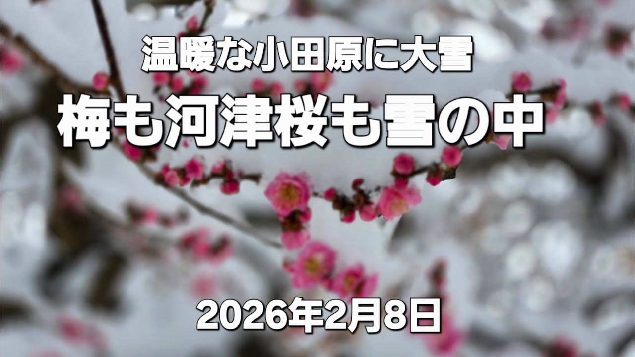 白黒写真のよう 大雪警報の小田原 梅も河津桜も雪の中(2026年2月8日)【写真編】