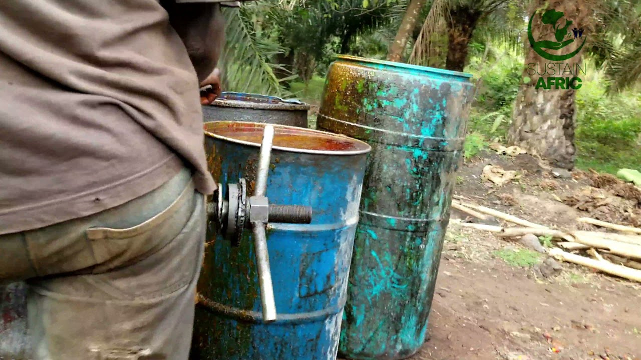 Oil Palm Production in Cameroon/Africa. #trending