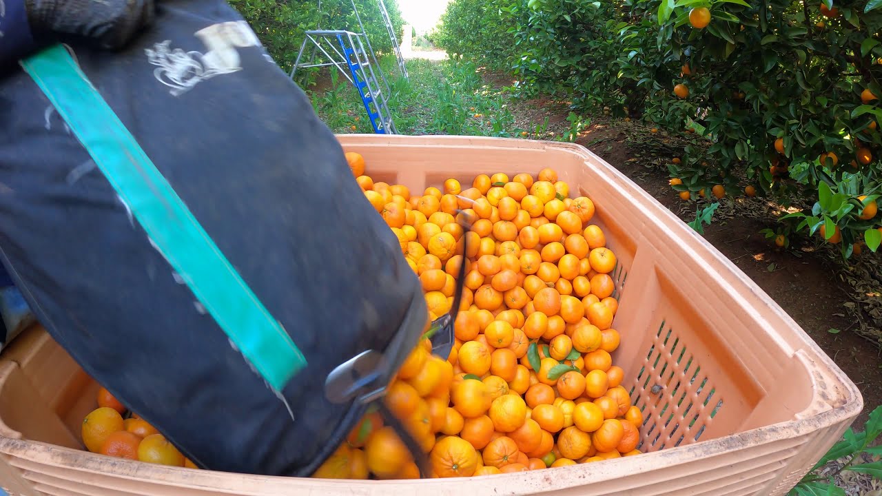how many bag u need to fill up ONE BIN of fruit? i did it ...