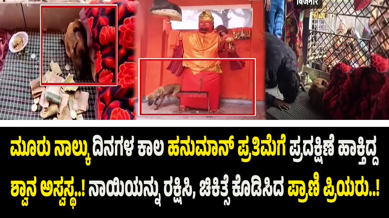 ಸಾಮಾಜಿಕ ಜಾಲತಾಣದಲ್ಲಿ ಸದ್ದು ಮಾಡಿದ್ದ ನಾಯಿ ಭೈರವ ಅ*ಸ್ವ*ಸ್ಥ..! ಹನುಮನಿಗೆ ಪ್ರದಕ್ಷಿಣೆ ಹಾಕಲು ಕಾರಣವೇನು..?