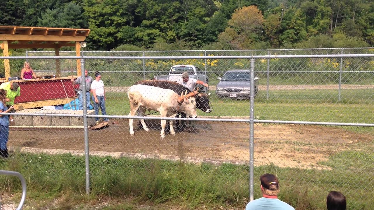 Guilford VT Ox pull