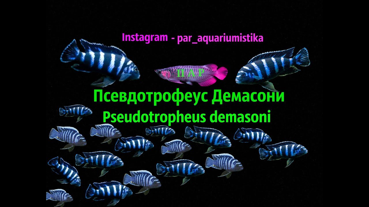 Псевдотрофеус Демасони (Pseudotropheus demasoni).