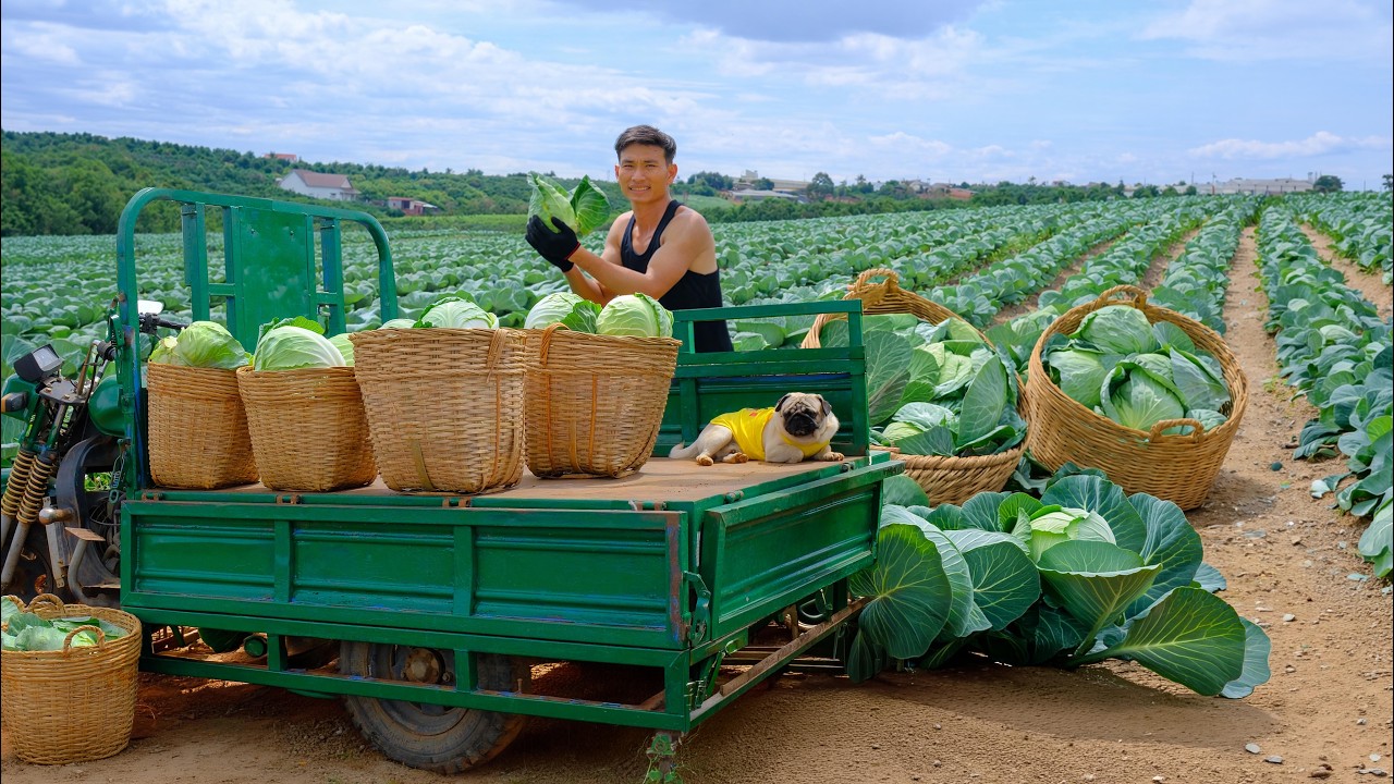 Harvest A Cart Of Pointed CabbageTo Sell At The Market & Cook, Care For Chickens, Ducks, Pigs, Fish