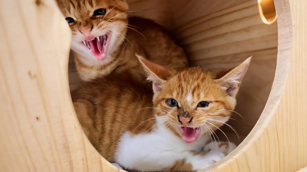 Я уже давно приютила кошачью семью, но котята всё ещё не любят меня...