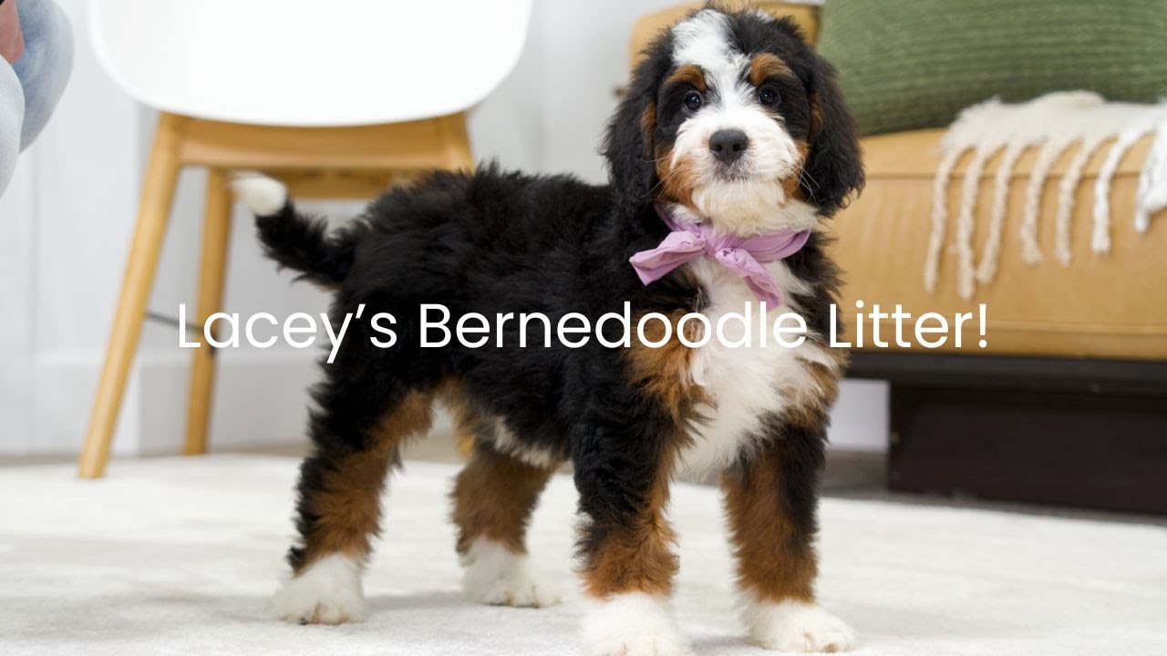Lacey's Bernedoodle Litter Play Zone Update!