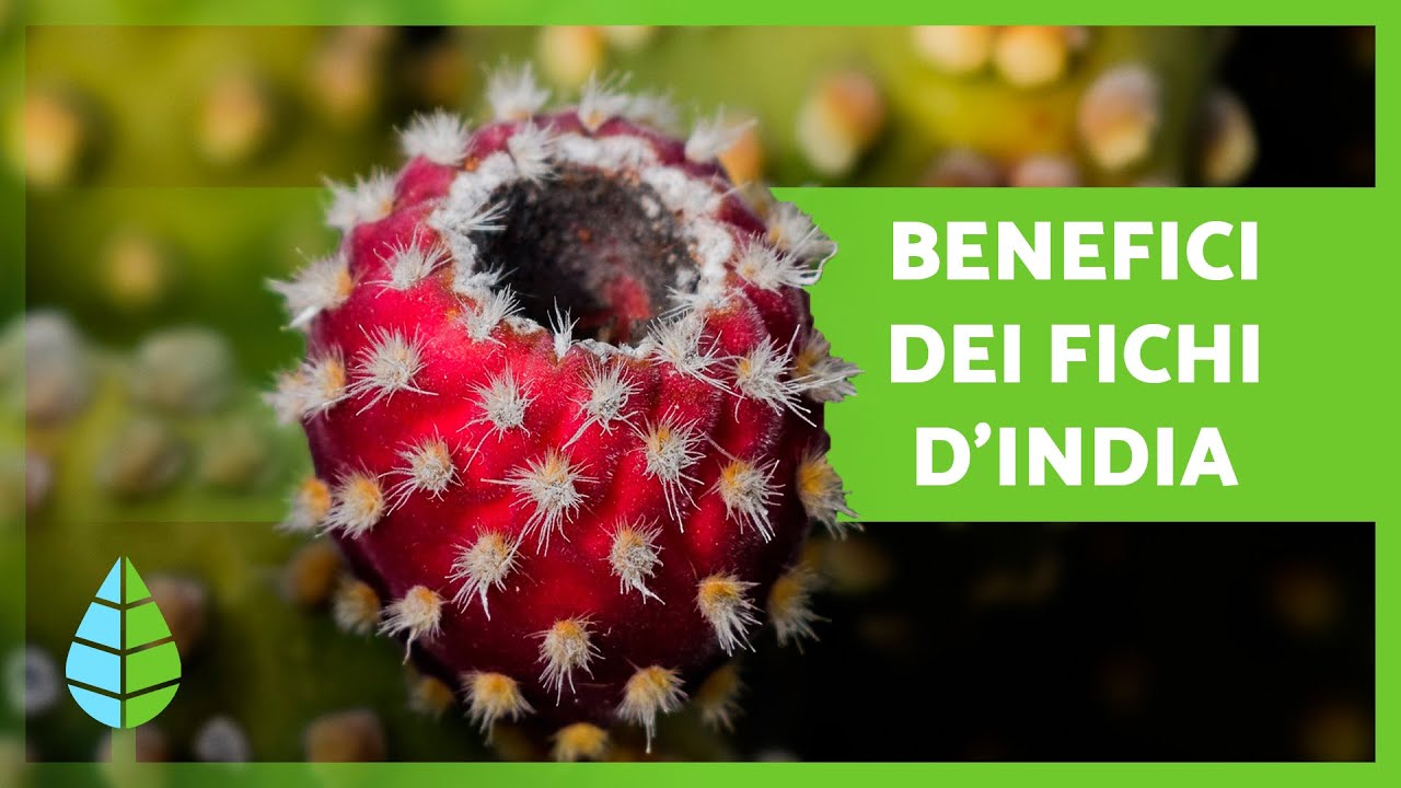 BENEFICI dei FICHI D'INDIA 🥭 (Proprietà, Come Mangiarli e Controindicazioni)