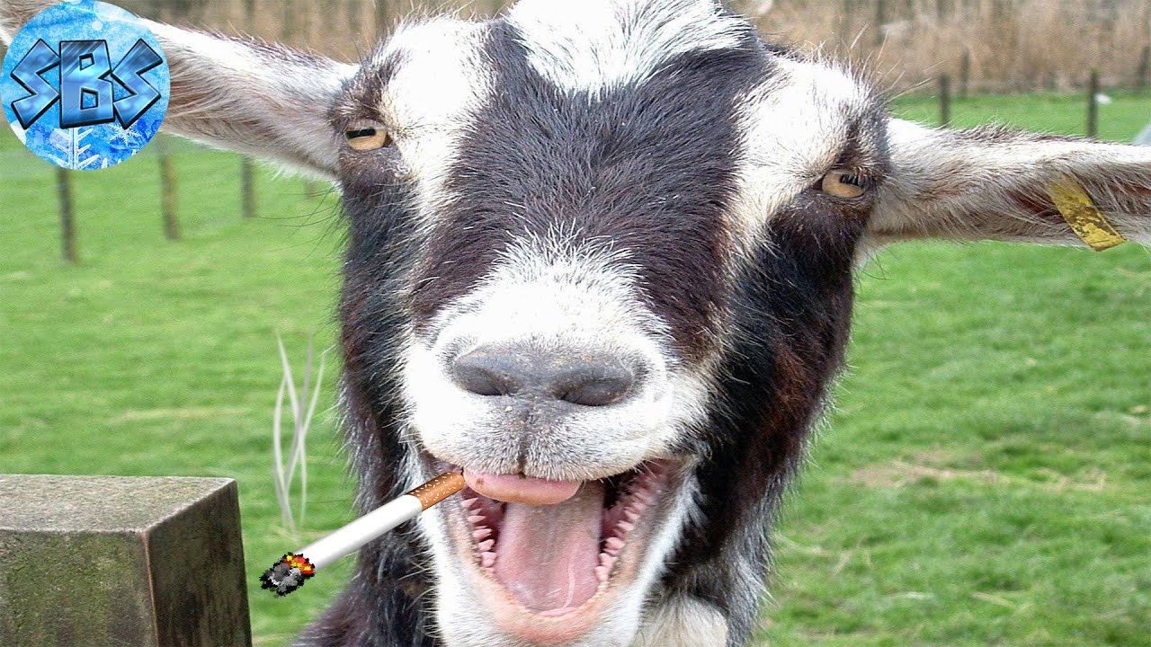 Реакция козла на сигарету/The reaction of a goat on the cigarette