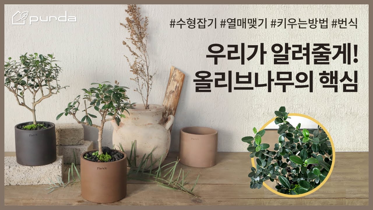 올리브나무 키울 때 꼭 알아야 하는 핵심 영상! 키우는 방법, 열매 맺는 방법, 삽목, 가지치기, 토피어리 수형, 외목대 만드는 방법까지! │Olive Tree