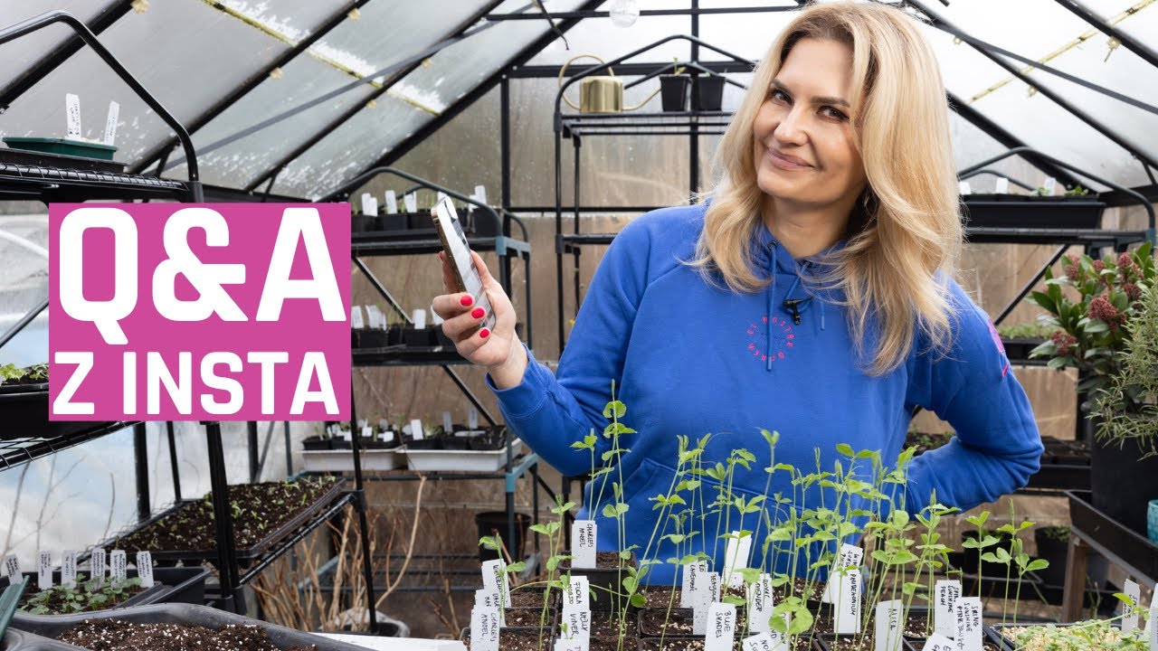 Wasze pytania o siew i rozsady