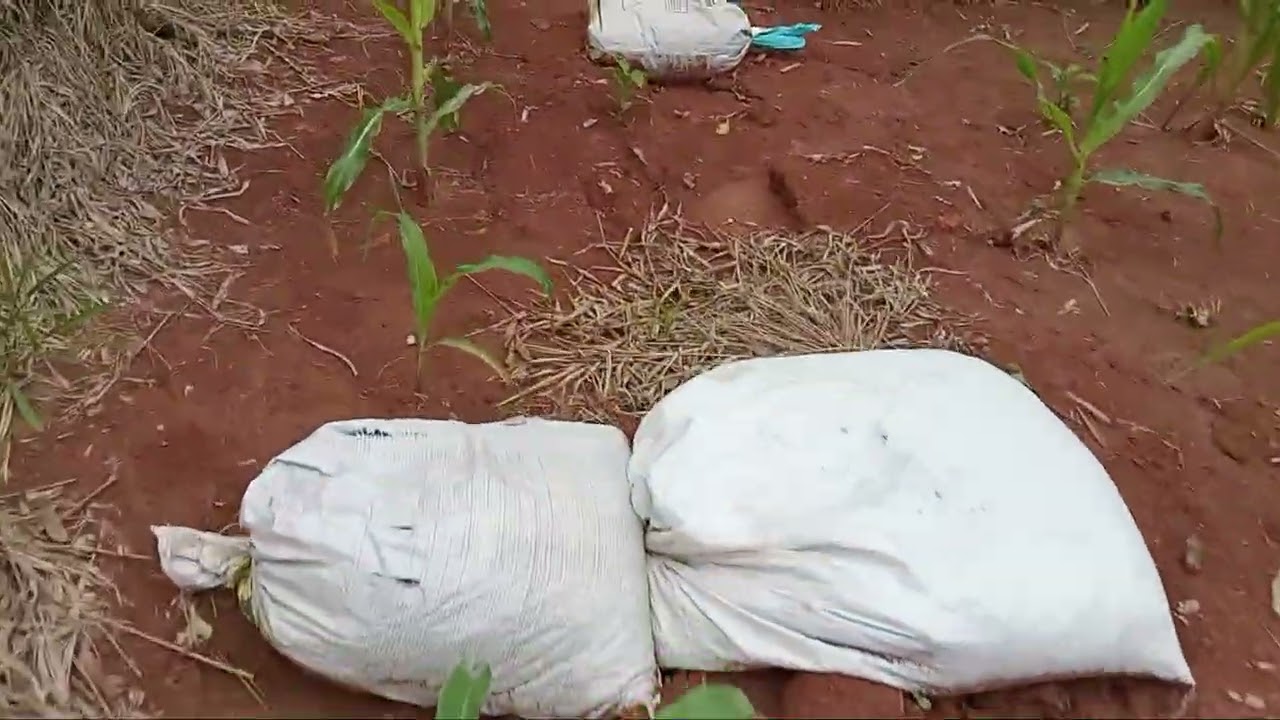ESTÃO ESTRAGANDO  O MILHO .