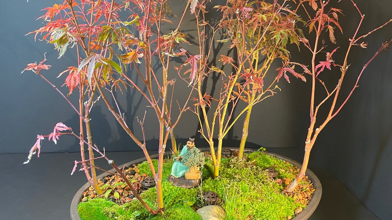 Japanese Maple Bonsai Forest progression from May 2020 to June 2022