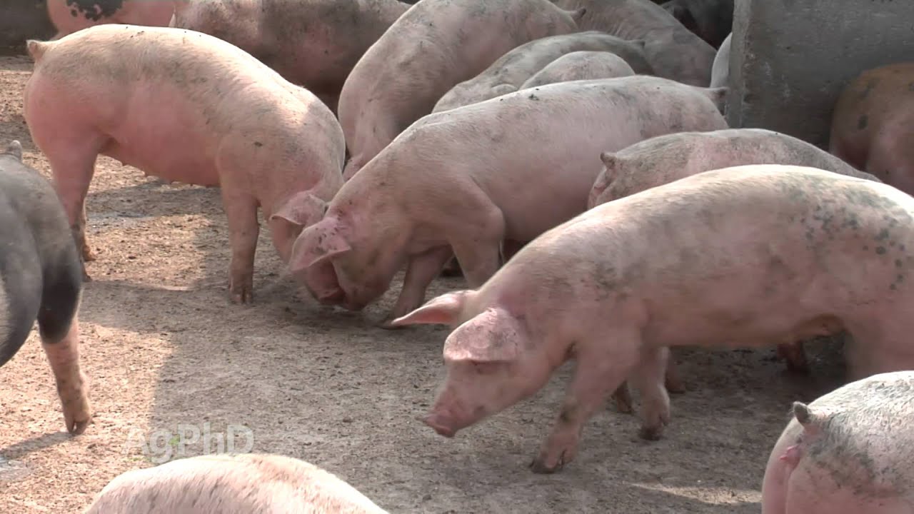 Alfalfa Production #936 (Air Date 3/13/16)