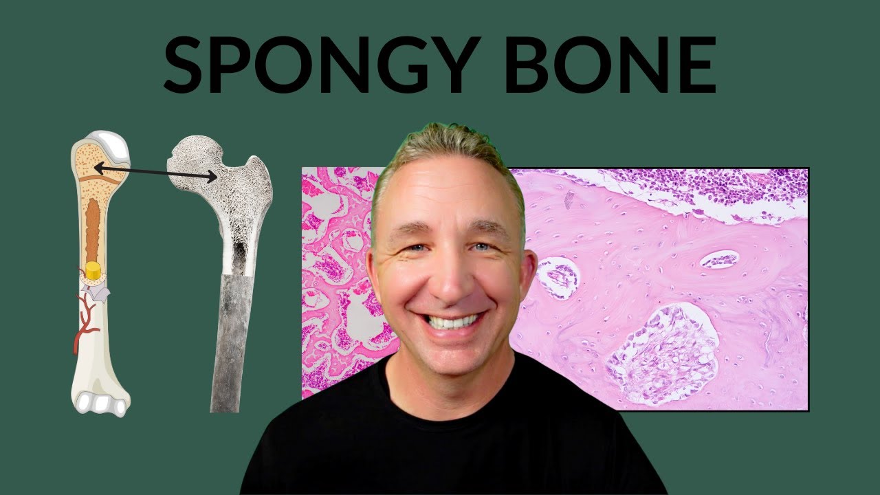 Histology of Spongy Bone