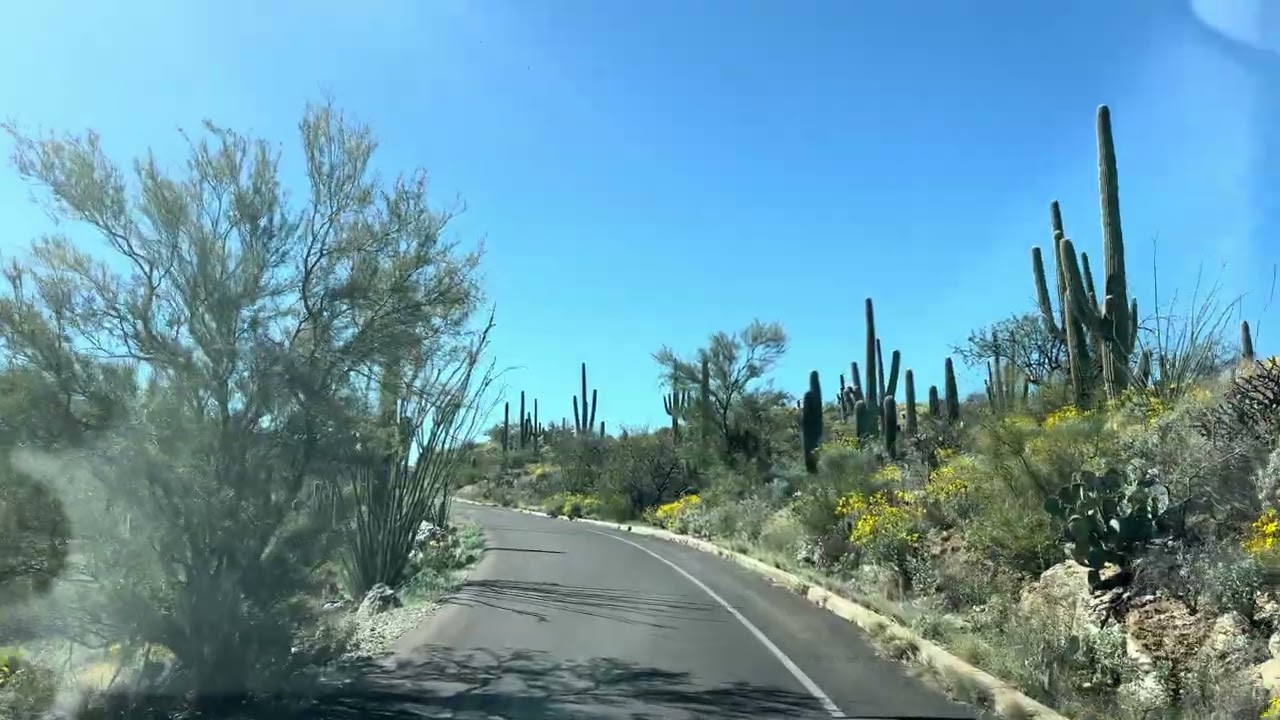 Saguaro National Park Arizona. Beautiful amazing place. 