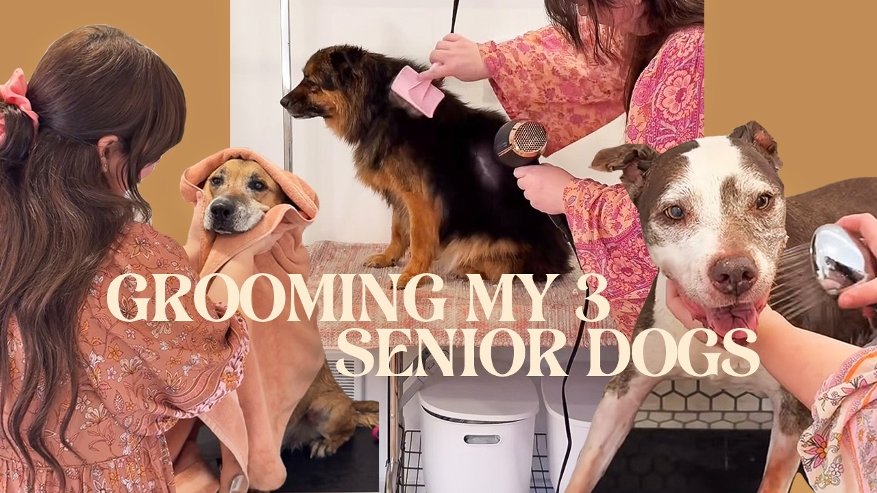 Grooming My 3 Senior Dogs at Home!