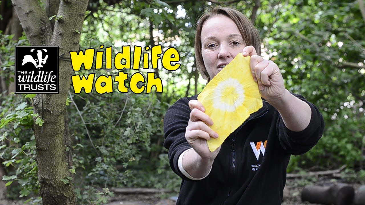 Wildlife Wednesday: How to make natural dyes!