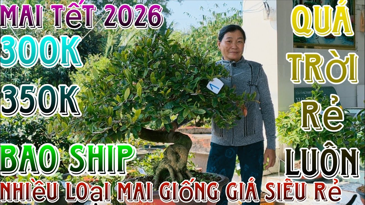 16/1/2026☎️0395531739(chắc nguyễn)🔥xổ rẻ dọn vườn 22 mã số hàng bonsai già mùa đế víp ship luôn chậu