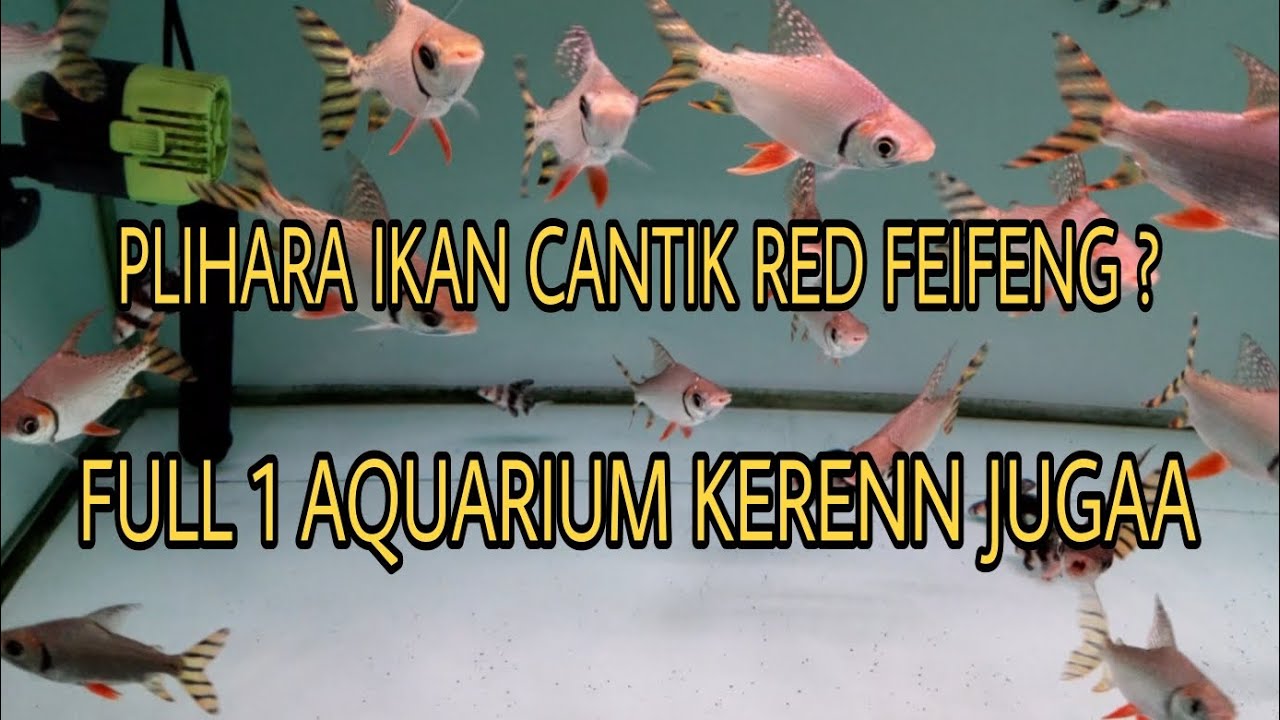 PELIHARA IKAN HIAS MAHAL 1 AQUARIUM ? MARI KITA KASIH MAKAN IKAN RED FEIFENG / RFF AMERICA FLAGTAIL