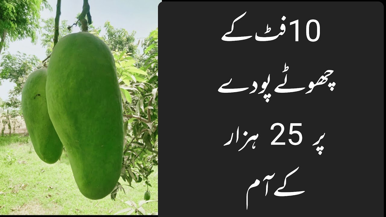 10Ft Plant, 25000 PKR Mangoes| High-Value Mango Planting| Asif Hayat Tipu