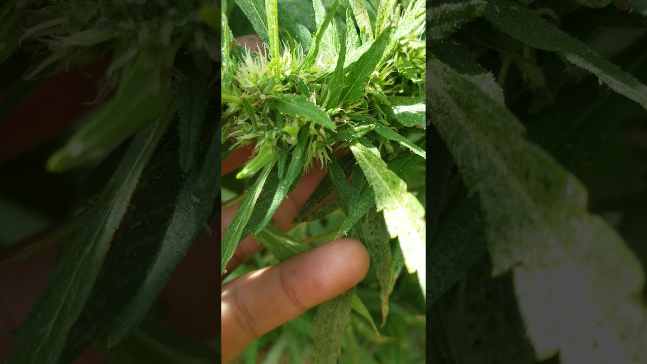 Huge outdoor grow.pt2