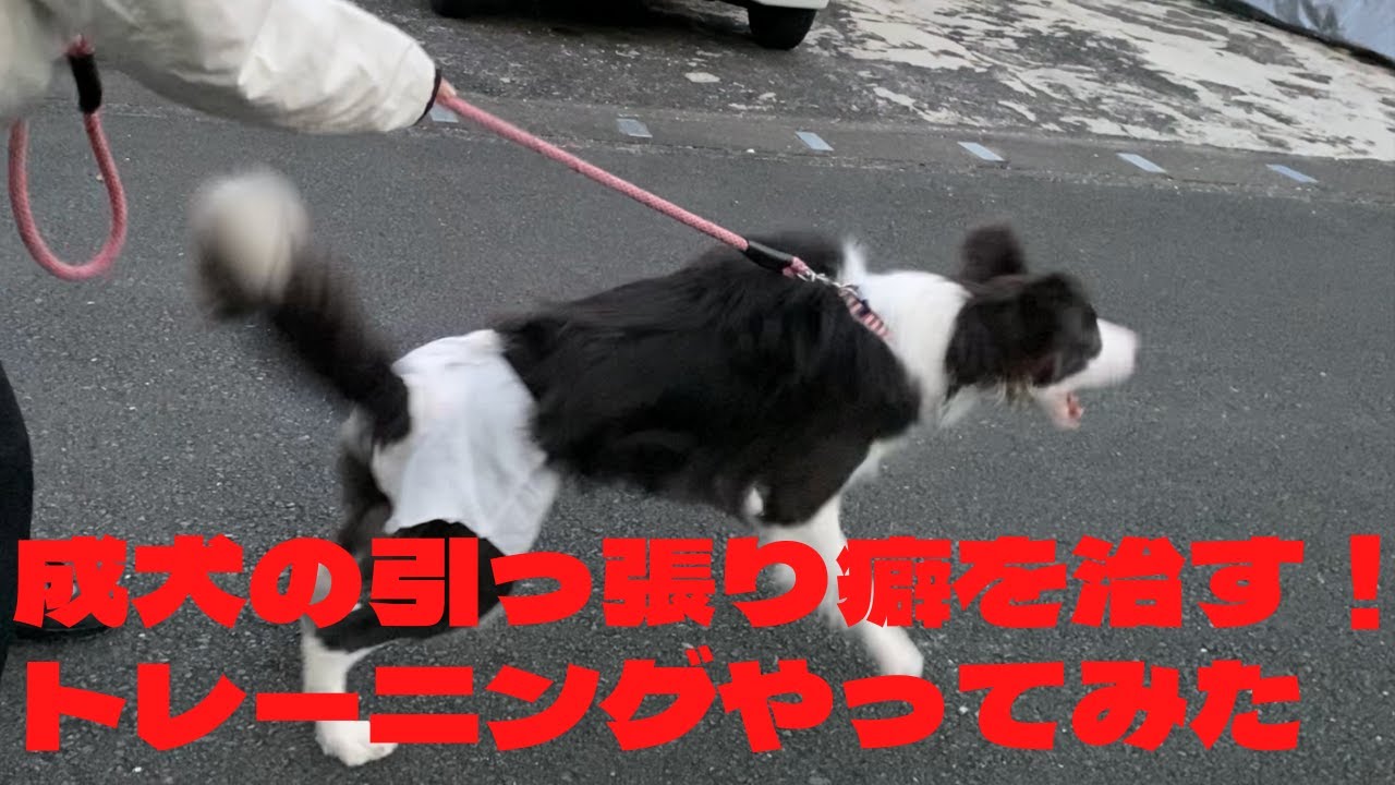 成犬ボーダーコリーソフィの引っ張り癖トレーニングを本気で地道にしてみた！