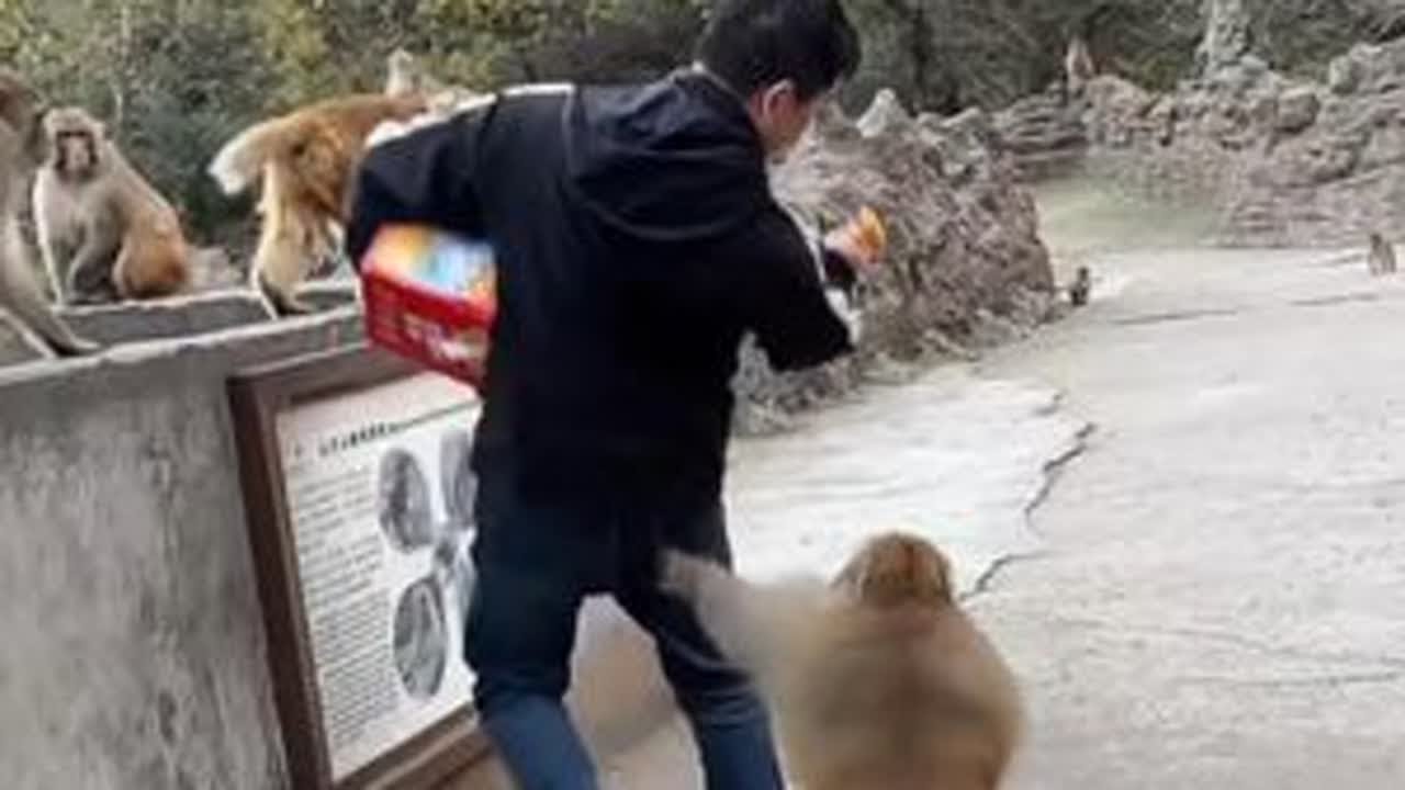 小手抓可好了 #猴子 #猴子成精 #猴子搞笑视频 #野生动物零距离 #人与动物和谐共处