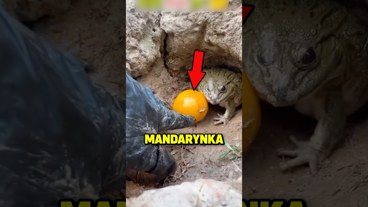 🐸Najbardziej TRUJĄCA żaba na świecie!😱🐸